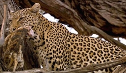 Báo hoa mai cắn nát thân cây để phá tổ bắt cú con